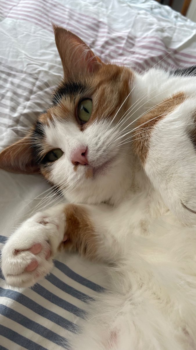 PebblesAndSeth's tweet photo. Pebbles 🐾 four weeks without Seth today. I can't bring myself to post a photo of Seth - I'll do it tomorrow

For now I'm celebrating this little floof &amp; how cuddly &amp; friendly she's become now that she's an only cat

#CatsOfTwitter #CatsOnTwitter #CatsOfX #CatsofTwittter

(1/2) https://t.co/3NprEJZNw2