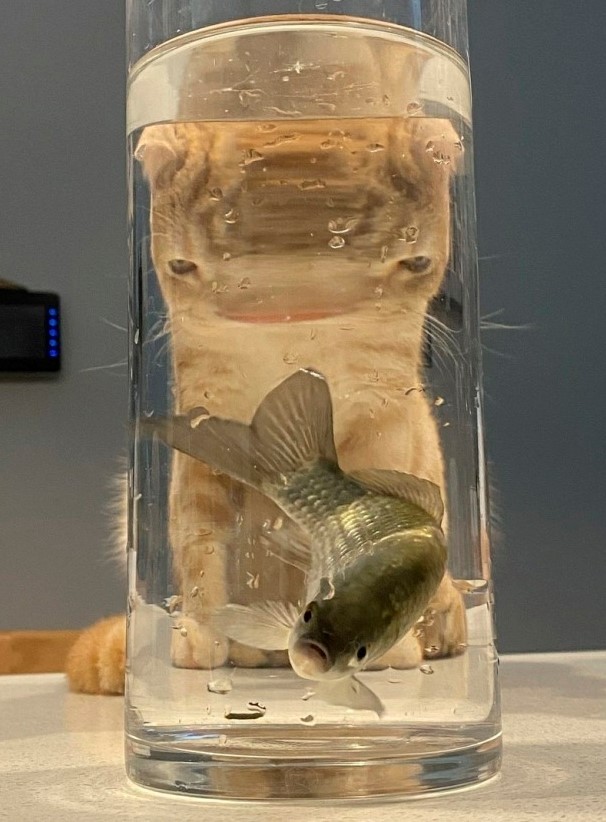 Why you should have a cat (@shouldhavecat) on Twitter photo 