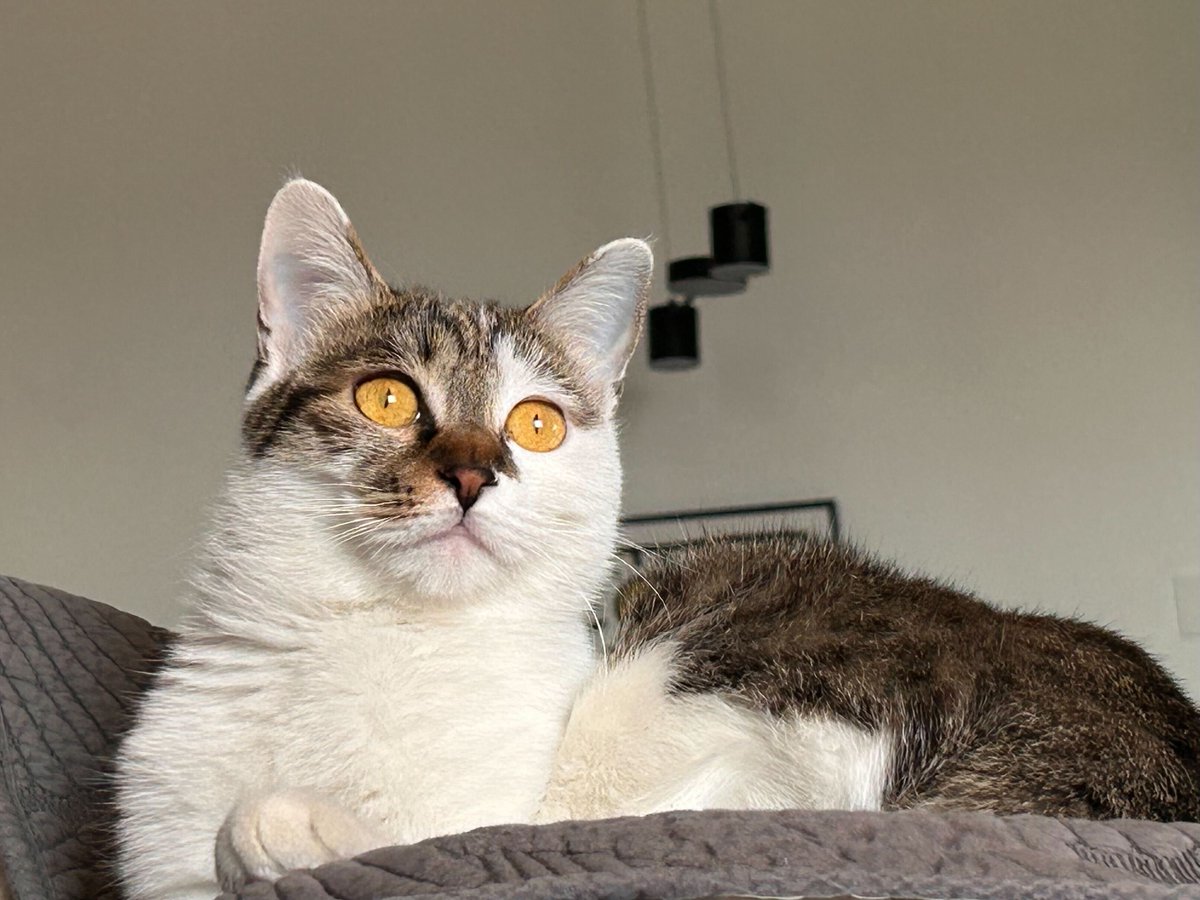 Porkbun's tweet photo. It's International Cat Day! ๐พ Let's paws for a moment to appreciate the purr-fect companions that make life un-fur-gettable.
Check out the fabulous felines from the Porkbun team & feel free to share your fluffy members in the comments! ๐
#InternationalCatDay #MeowAndForever https://t.co/Sr1BO56cUS