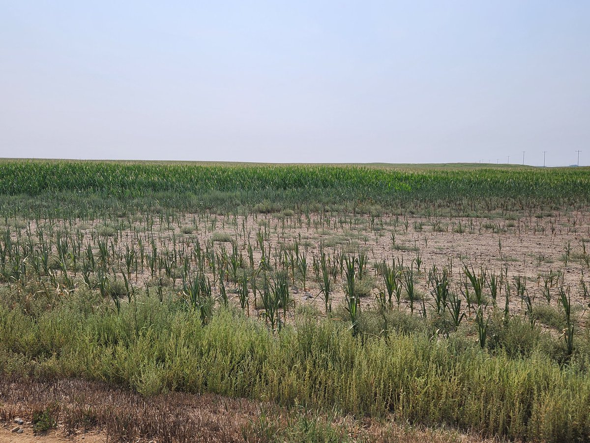 NDCommodities's tweet image. This is for all the Cornbelt guys talking about drought damaged corn.... this is what drought damaged (pivot corners) actually looks like.

*I was actually impressed!*

Alberta is dry... they are honest!