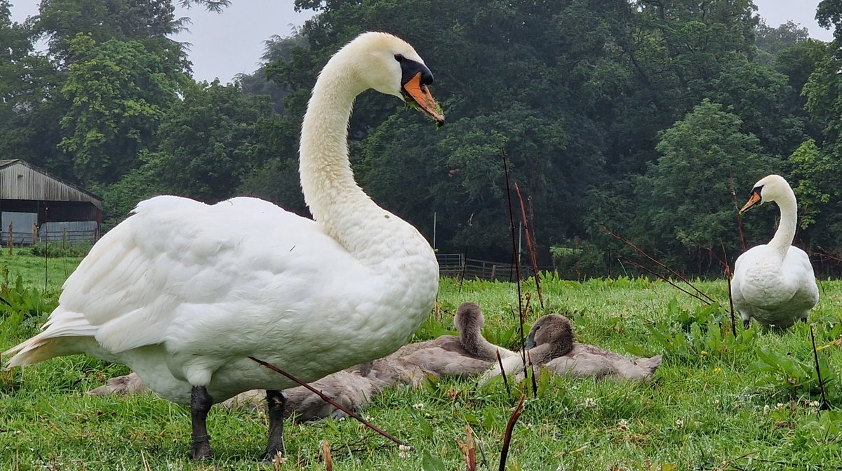 keyses's tweet image. Swans