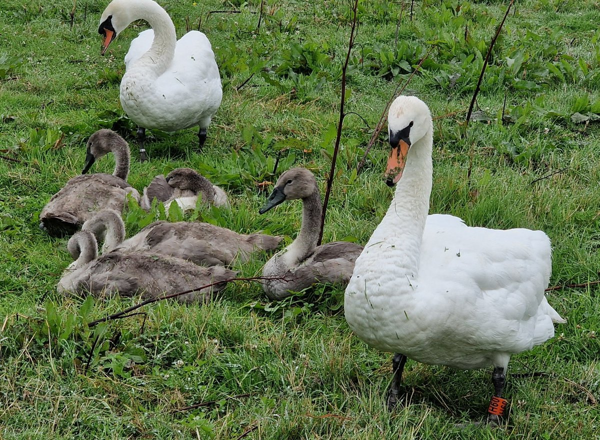 keyses's tweet image. Swans