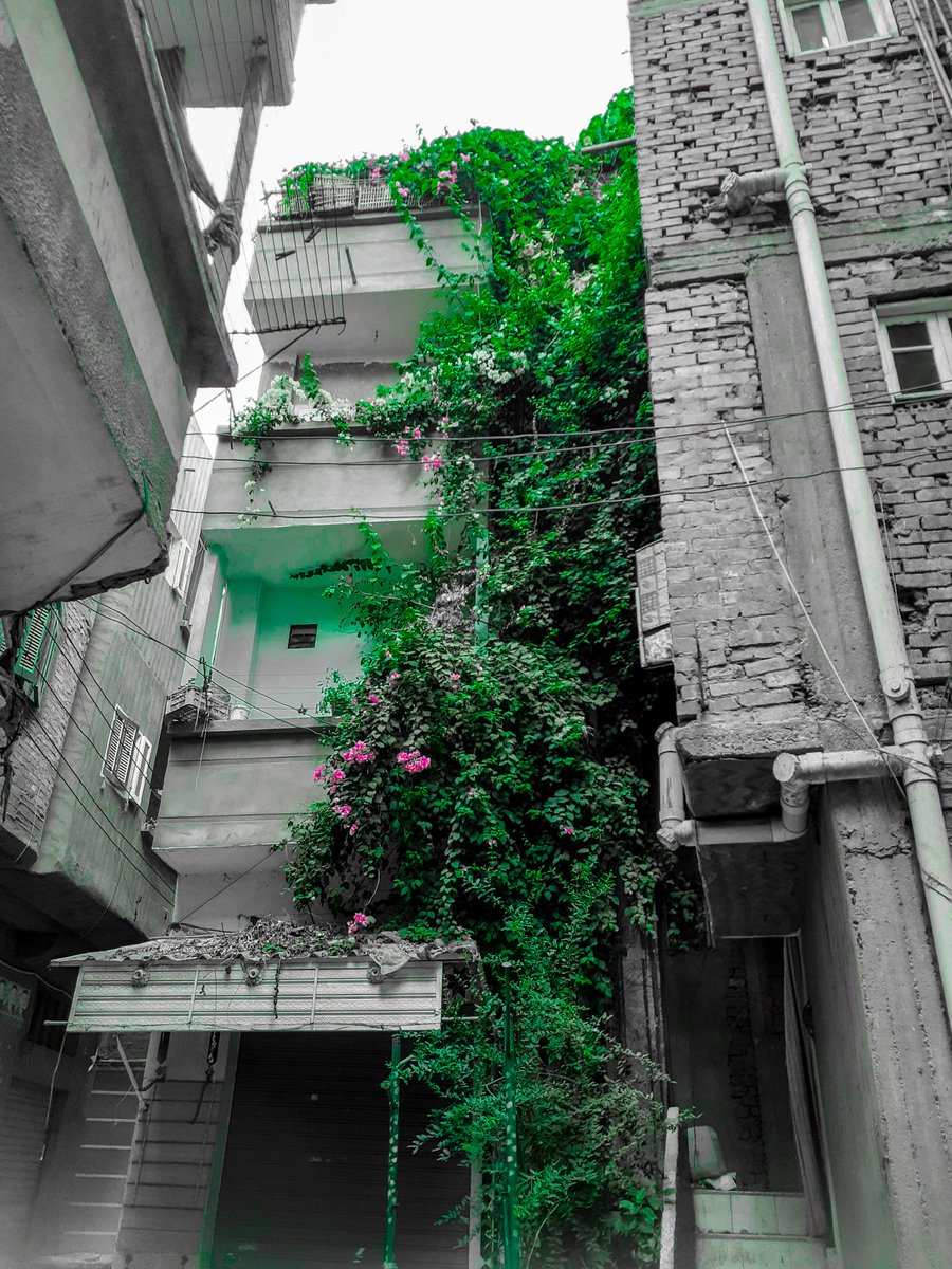 محمد tweet media