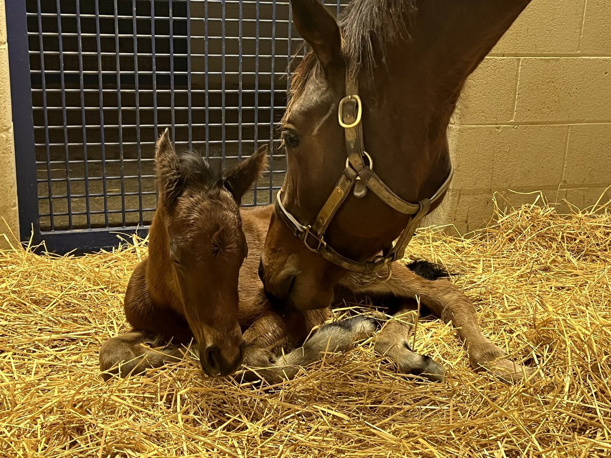 JanButzer's tweet photo. @SaraChristineG @FasigTiptonCo @GoBigNicO @Three_Chimneys ‘22 Willa was a cutie way back! https://t.co/6yAeIjKMdM