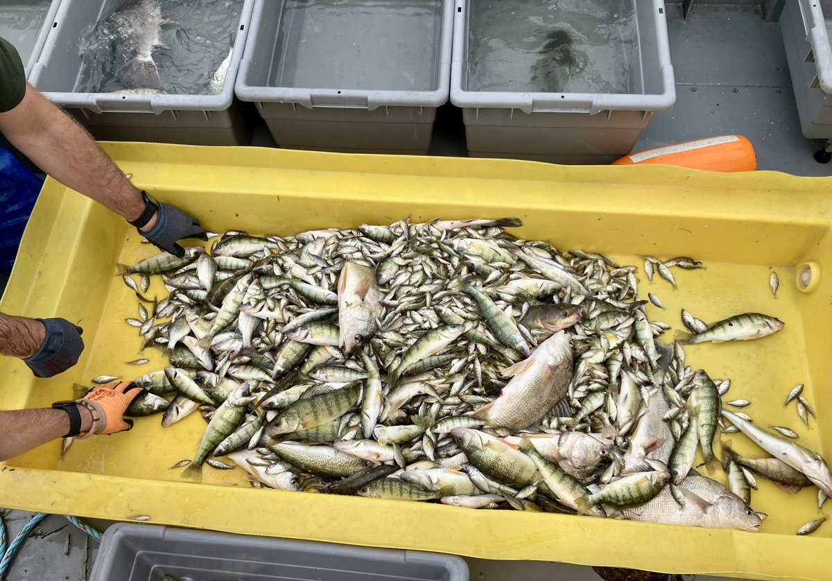 We continued our #LakeErie trawl survey today, and the forage was definitely higher than yesterday!  Lots of White Perch today!  Also some nice sized Yellow Perch in this pictured trawl catch.

#GreatLakes #GreatLakesSci