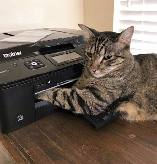DontShowYourCat's tweet photo. it's jammed https://t.co/LgBCNG327b