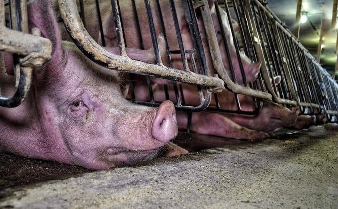Son_of_Space's tweet photo. By your silence, by your refusal to see what you demand, by your refusal to imagine what your vulnerable victims endure, by your regard solely for yourself, by your passive conformity, you endorse &amp; cause gratuitous violence &amp; incomprehensible suffering.

#EndSpeciesism 
#BeVegan https://t.co/4ymr9xCrPT