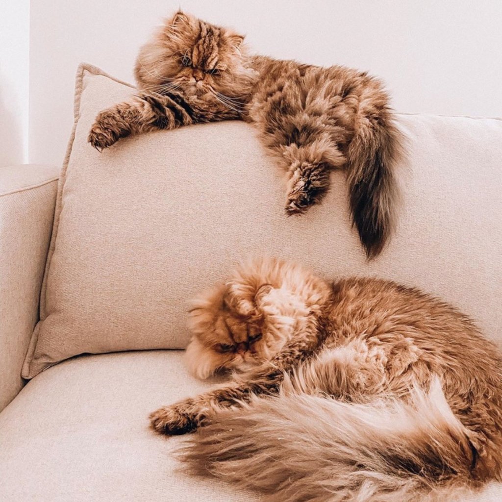 Apt2B | Furniture Built to Last tweet media