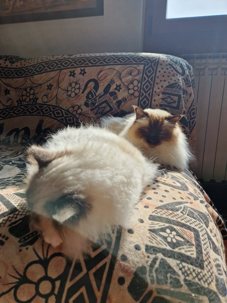 #giornatamondialedelgatto i miei pupi❤️❤️❤️❤️