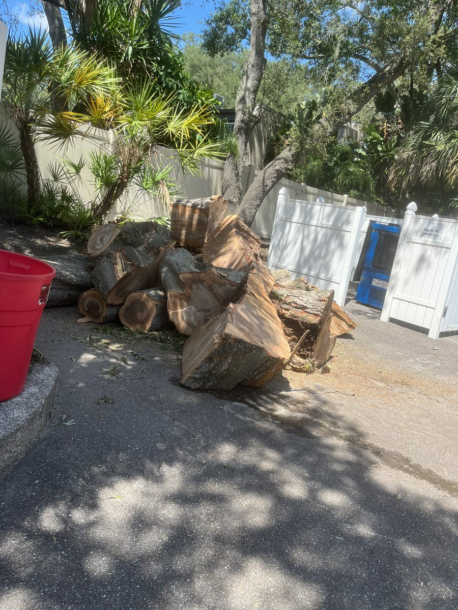 BLasTeZy's tweet image. #treework #deadtreeremoval Daily thing 🫡🤝🔥