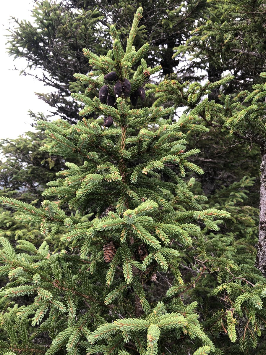 forestscanada's tweet image. #DYK that Black Spruce is the most common tree in Ontario? This species is primarily found in the boreal forest but has spread its roots throughout the province. Black Spruce trees are easy to identify when young because their cones are a distinct purple colour. #TreeFactTuesday
