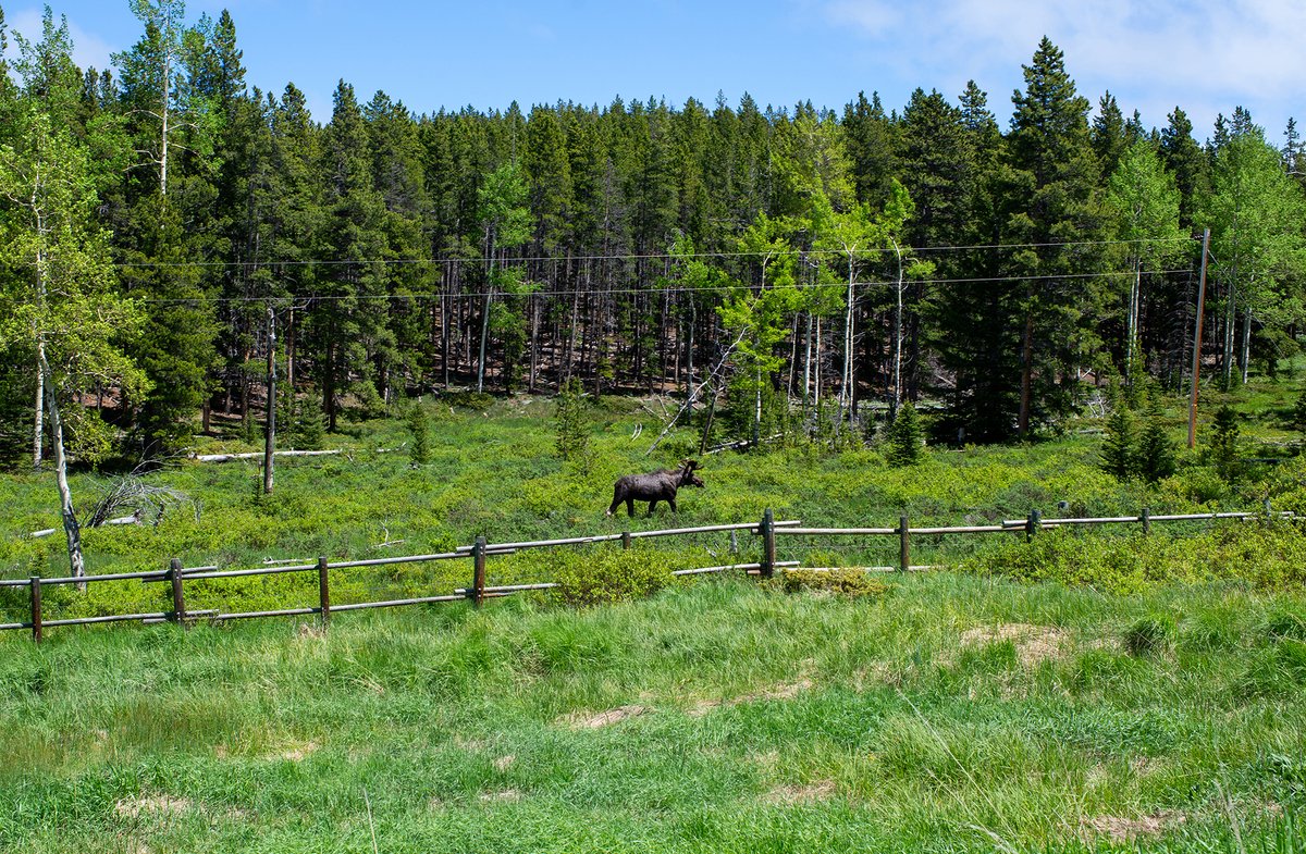 Things you should get out of this picture: 

1. Wow, cool moose! 
2. All the space this moose has because you're keeping your distance. 

Leave our wildlife wild, keep your distance to keep everyone safe. 

#WYResponsibly
