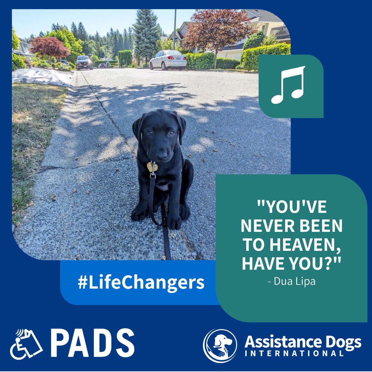 Volunteering with PADS is a life-changing experience - sometimes even a heavenly one, as <a href="/DUALIPA/">DUA LIPA</a>  sings!

Veronica &amp; Ross write "It's something we enjoy doing together and a way to give back to our community. In the end it has been a win-win," when asked about working with PADS.