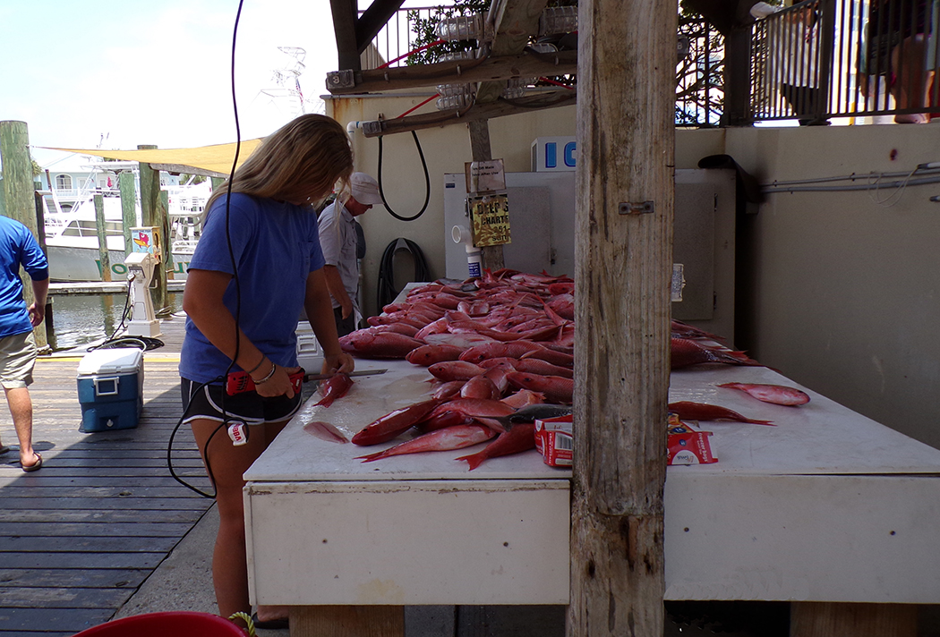 ReelSurprise's tweet photo. We couldn’t do what we do without our AWESOME staff! Neither gratuity for the mate(s) nor fish cleaning is included in the price of our trips. Customary percentage to cover gratuity &amp; fish cleaning is 20%. #weloveourstaff #bestplacetowork #reserveyourcharter #orangebeachfishing https://t.co/B8LwNjs6aq