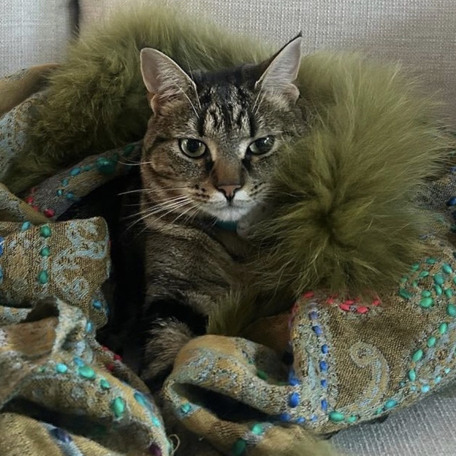 vbch's tweet photo. Happiest International Cat Day to you all!
I bet you know what the right answer is?

Leave response in comments please, if you do, you, oracle says you will find Luck in your path today!

#InternationalCatDay #catsofInstagram https://t.co/D8COCq48gQ