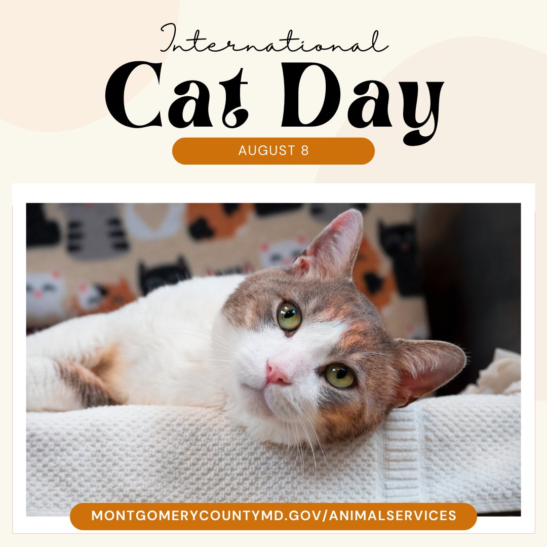 Happy International Cat Day! 😻

Do you already have a feline friend to celebrate with today?  We would LOVE to see your photos in the comments. 

If you don't have a cat in your life, don't worry, because we have tons of cats and kittens available for adoption!