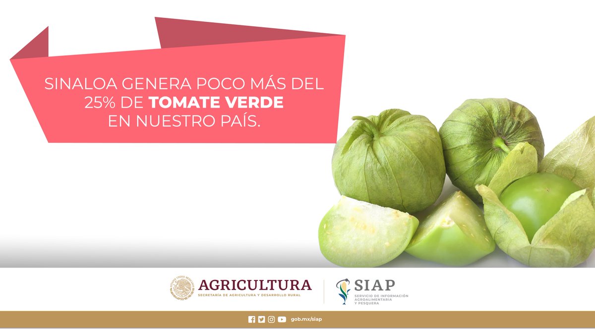 DGSIAP_Mx's tweet photo. México es superavitario en la producción de #tomateverde, se cultiva todo el año.
#AgriculturaMexicana
#OrgulloDeMéxico
#AlimentaciónSaludable https://t.co/gZCqJSRcEx
