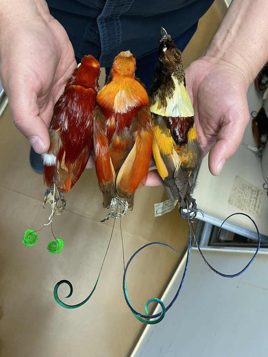 garybnunn's tweet photo. @kokayart I looked at this stunning hybrid recently at AMNH with Collections Manager Paul Sweet.  “King of Holland’s Bird-of-Paradise” between examples of it’s parental species, King Bird-of-Paradise on left, Magnificent Bird-of-Paradise on right. Amazing tail streamers! https://t.co/qHlIAs3pkf