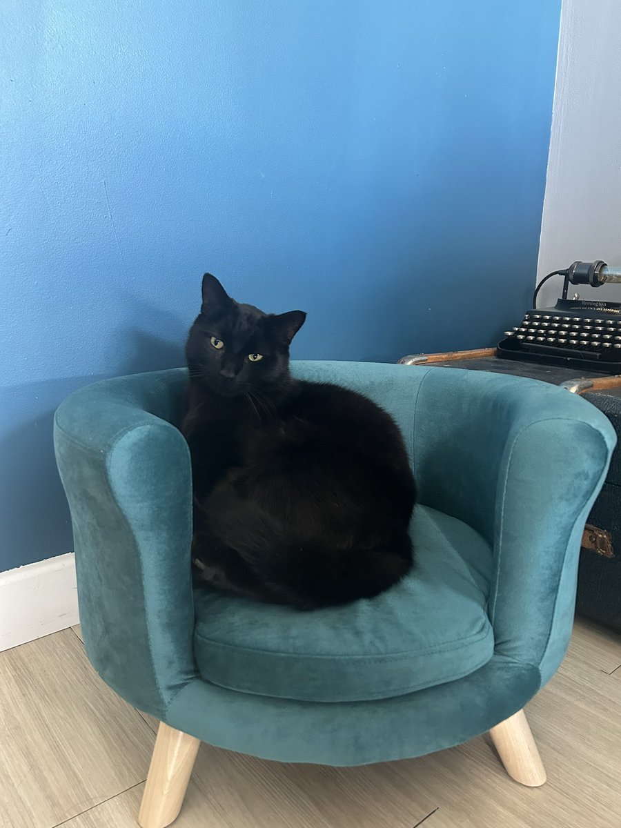 Lisaa_Fernandes's tweet photo. @ValoniaFeline Mon bébé d’amour. Pour rien au monde je choisirais autre chose qu’un chat noir https://t.co/nAJy2gCo5T
