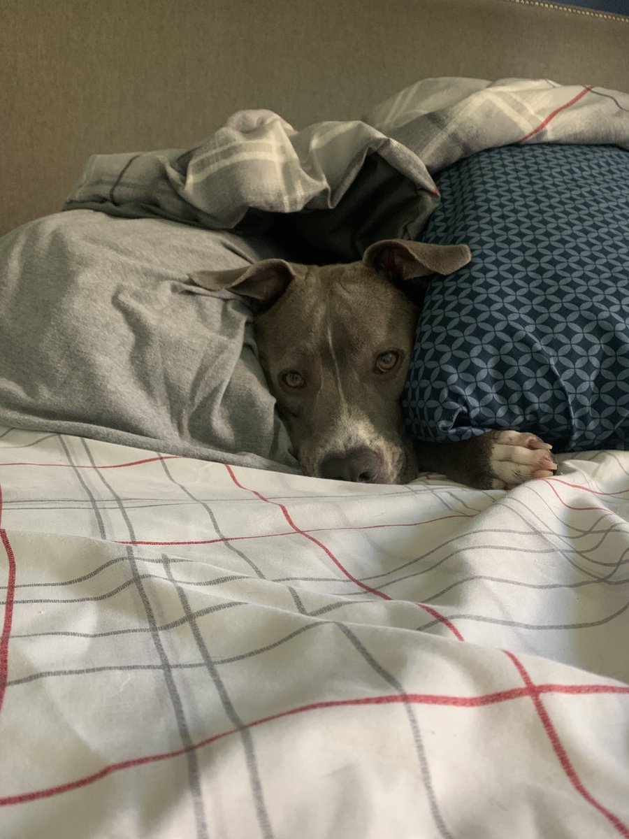 Need I say more? ❤️🐶🐾
#dogs #dogsoftwitter #dogsarefamily #pets