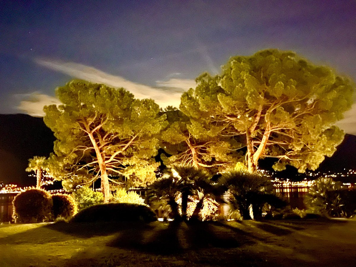 LouiseMangos's tweet photo. Current view at the end of the #writing day at the #WritingShed. #Trees like lungs keeping me inspired and oxygenated 💚 https://t.co/MtbncbR65r