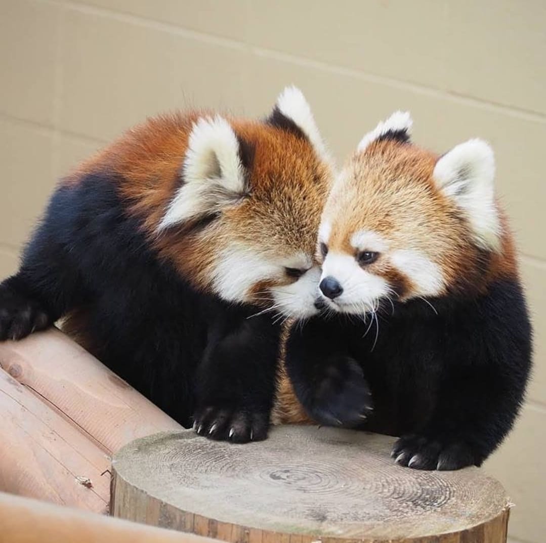 TwiOfRedPanda's tweet photo. https://t.co/mrjaFZVDaO