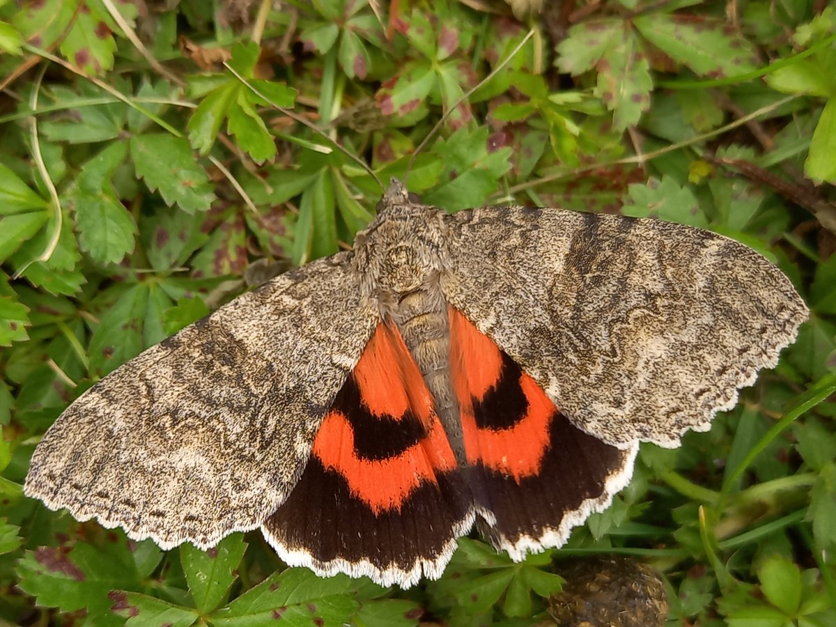 I was busy with a @GreatFen #GreatCrestedNewt #survey today. I had delightful surprise on returning to the car park. This big #moth was just sat there and a closer look revealed it was a #RedUnderwing. Let's hope the warming weather bring a few more out in the coming days.