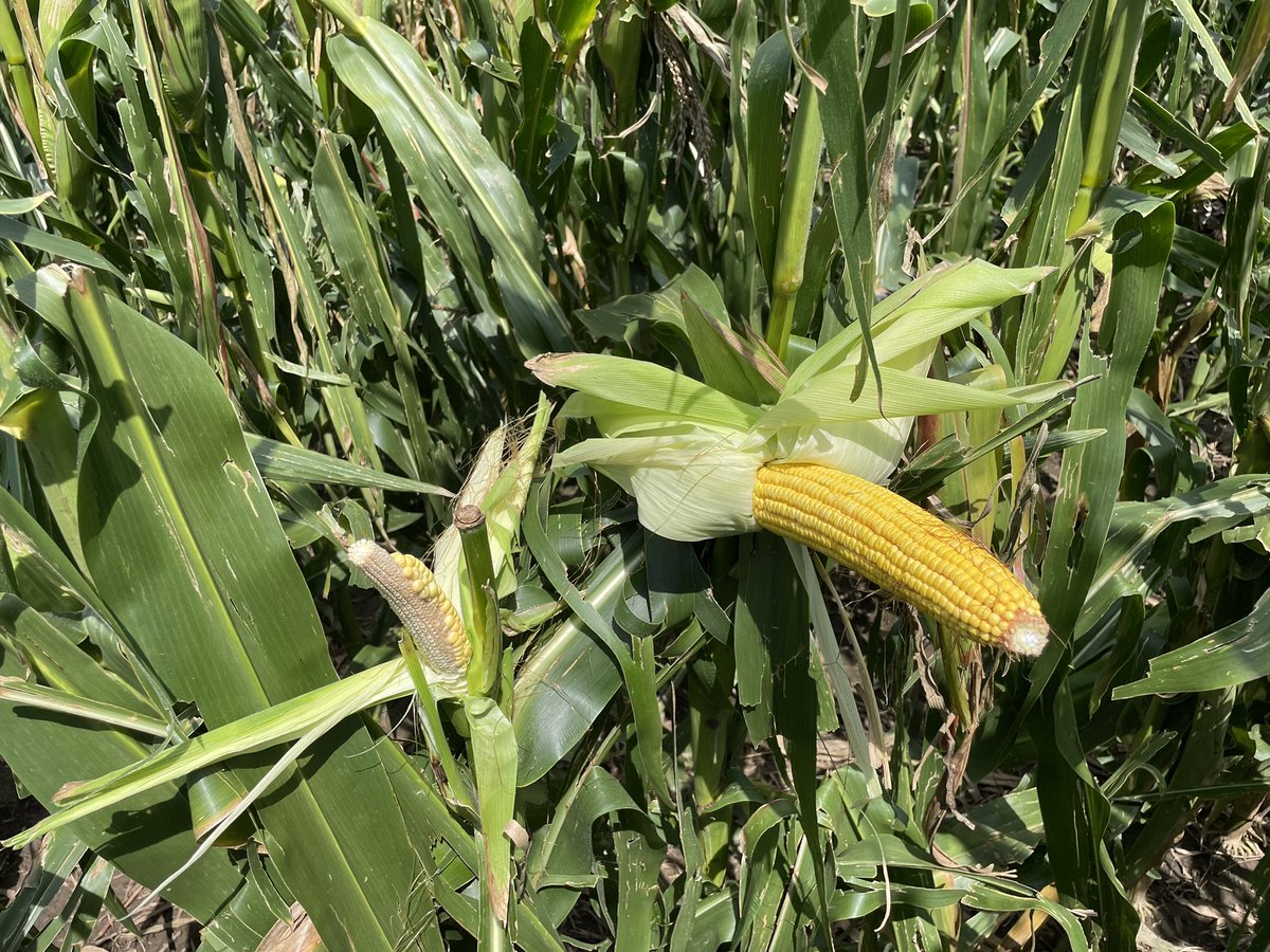 Three different hybrids (all with semi flex to flex ear ratings) snapped above the ear next to a non snapped plant.
#greensnap #Corn
