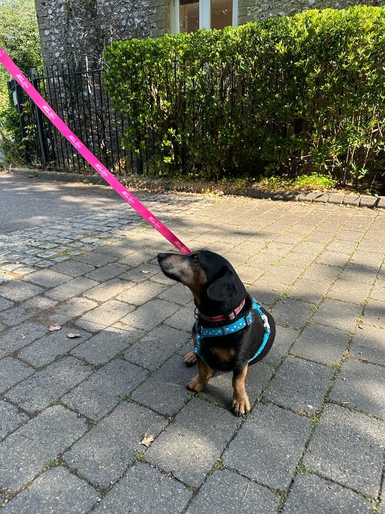 Time4Dementia's tweet photo. Its #NationalDogDay what are you plans for this #bankholiday #weekend? Ours include long #dogwalks #relaxation #WorkFreeWeekend #swimming #eatingout #cycling #Rowing #sleeping #livingwithdementia #wellbeing #TakeABreak #DogsonTwitter #doglife #pettherapy https://t.co/HEBiIjMOSx