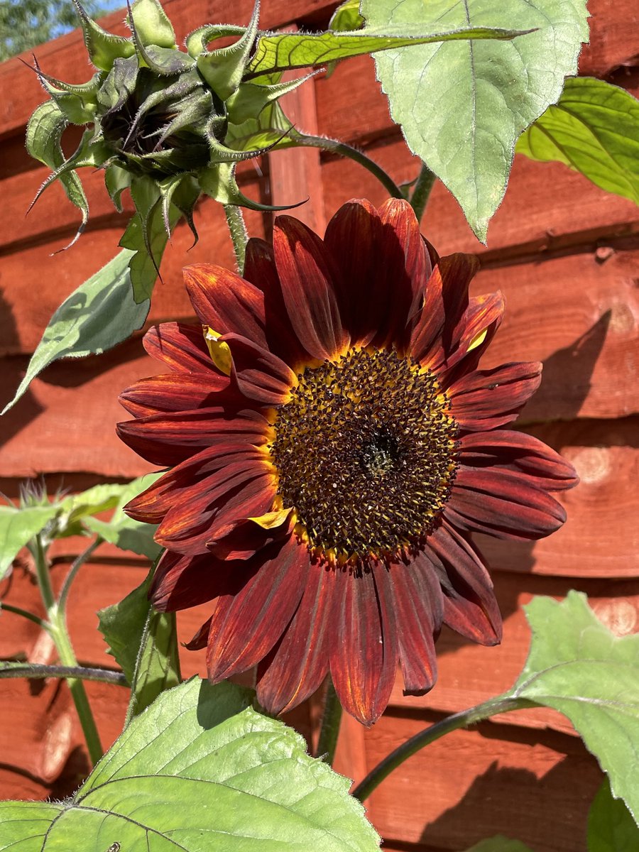 ChangingLifeNow's tweet photo. A few flowers from our garden 🌻🥀 https://t.co/Kl3W7ic3CF