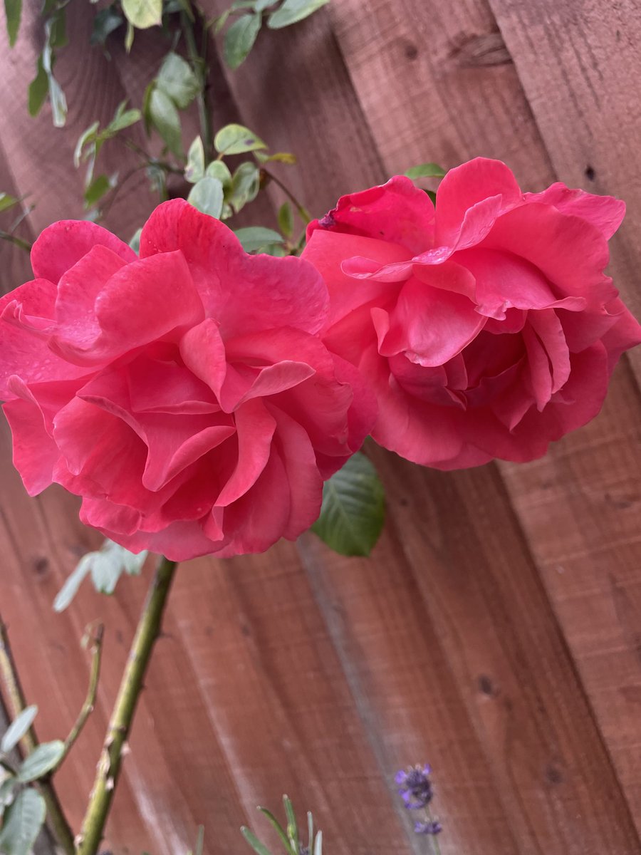 ChangingLifeNow's tweet photo. A few flowers from our garden 🌻🥀 https://t.co/Kl3W7ic3CF