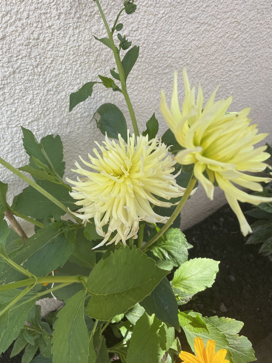 ChangingLifeNow's tweet photo. A few flowers from our garden 🌻🥀 https://t.co/Kl3W7ic3CF