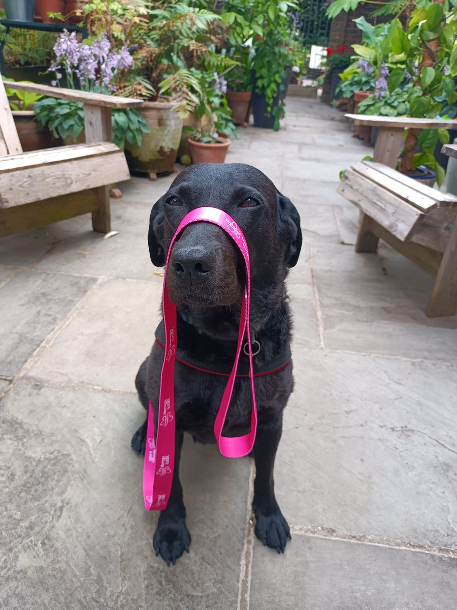 Time4Dementia's tweet photo. Its #NationalDogDay what are you plans for this #bankholiday #weekend? Ours include long #dogwalks #relaxation #WorkFreeWeekend #swimming #eatingout #cycling #Rowing #sleeping #livingwithdementia #wellbeing #TakeABreak #DogsonTwitter #doglife #pettherapy https://t.co/HEBiIjMOSx