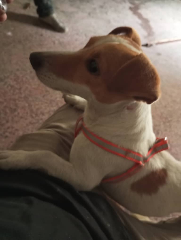 clarisve's tweet photo. @PerroUsuario Por favor ayúdenme a difundir, el es Koky, un jack russell rabo largo, se perdió  por Puente LLaguno, Teléfonos 0424.2099156/0424.3017936. https://t.co/kJzSGKl0RX