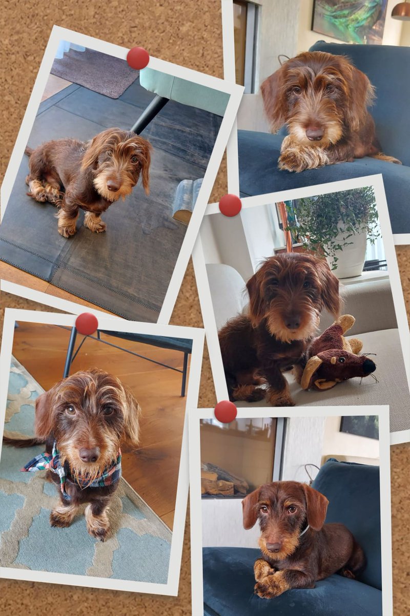 Harm Haan tweet media