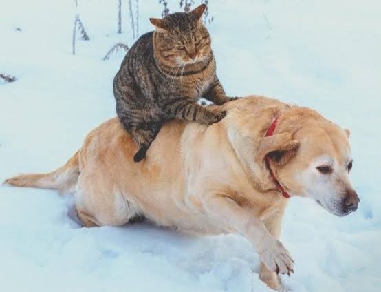 maecnan's tweet image. #catrules over dogs. Same with #catecoin  being better than #doge.

#catpay #catearmy #catevsdoge #nextpepe #1000XGems #PlayToEarn #WEB3 #NFT