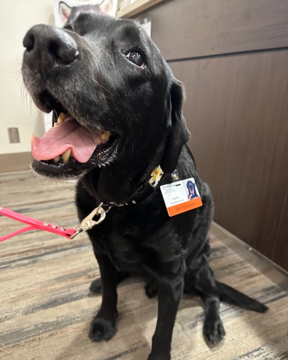 harborviewmc's tweet photo. New badge β
Palmer and his human came by our badging office to pick up an official Harborview badge π We are grateful for our Pet Therapy Partners and their humans for spending quality time with our staff.
#PetTherapy #PetPartner https://t.co/NLAeCBd1LE