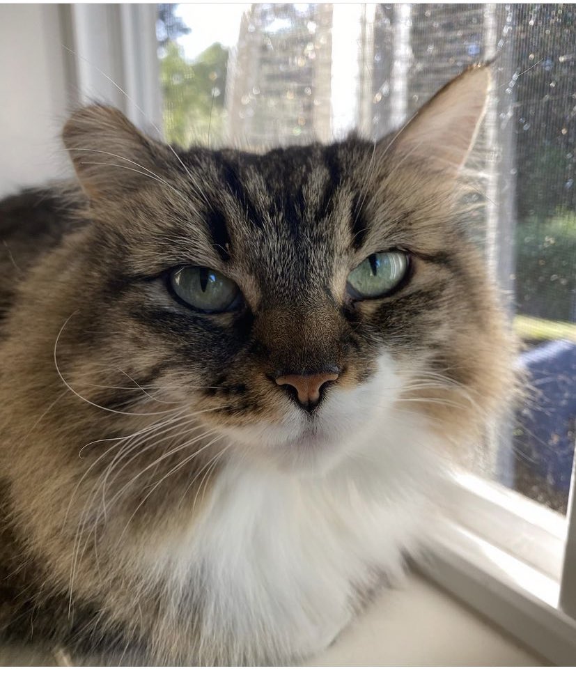 jackefox's tweet photo. Happy #internationalcatday2023 from The Morgan Menagerie😸😽😼😺~Jack, Fera, Stella &amp; Tobi-wan Kenobi
#cats #CatsOfX #CatsAreFamily https://t.co/KxajA7TsI1