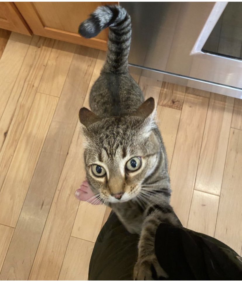 jackefox's tweet photo. Happy #internationalcatday2023 from The Morgan Menagerie😸😽😼😺~Jack, Fera, Stella &amp; Tobi-wan Kenobi
#cats #CatsOfX #CatsAreFamily https://t.co/KxajA7TsI1