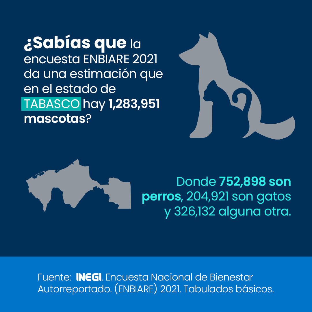 hjdsolis's tweet photo. Para conocer más de este tema, consulta la #ENBIARE2021 #INEGI #ConociendoMéxico #DiaInternacionalDelGato  https://t.co/o0FZTqvJYN https://t.co/ElIAXtRMIZ