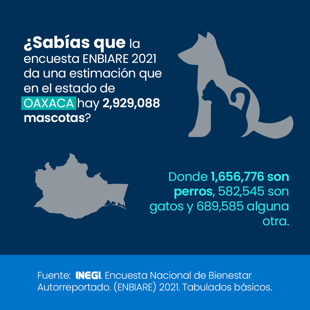 hjdsolis's tweet photo. Para conocer más de este tema, consulta la #ENBIARE2021 #INEGI #ConociendoMéxico #DiaInternacionalDelGato  https://t.co/o0FZTqvJYN https://t.co/ElIAXtRMIZ