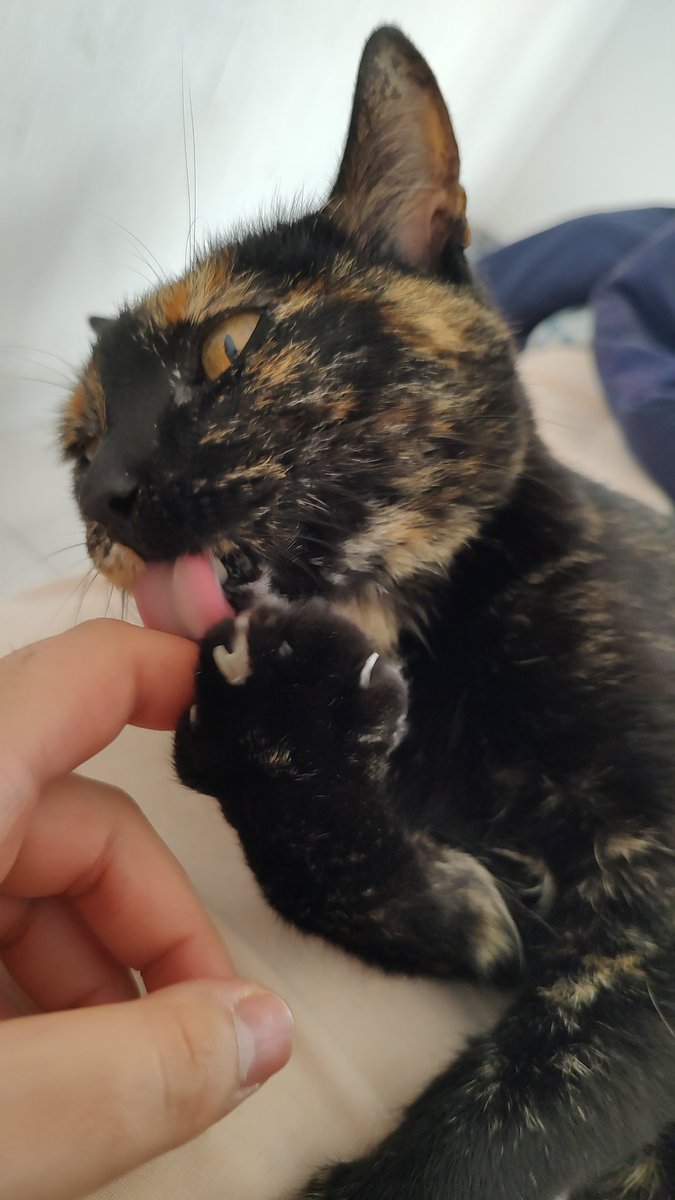 dallamre's tweet photo. Freyja #MeowCMX #InternationalCatDay 
@CollectionsMX 😸 https://t.co/u64xJEOqM3