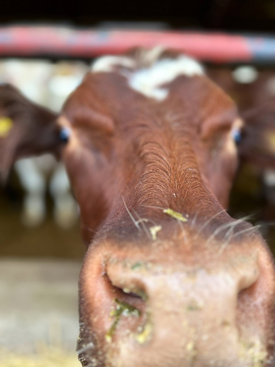 Emma Nelson tweet media