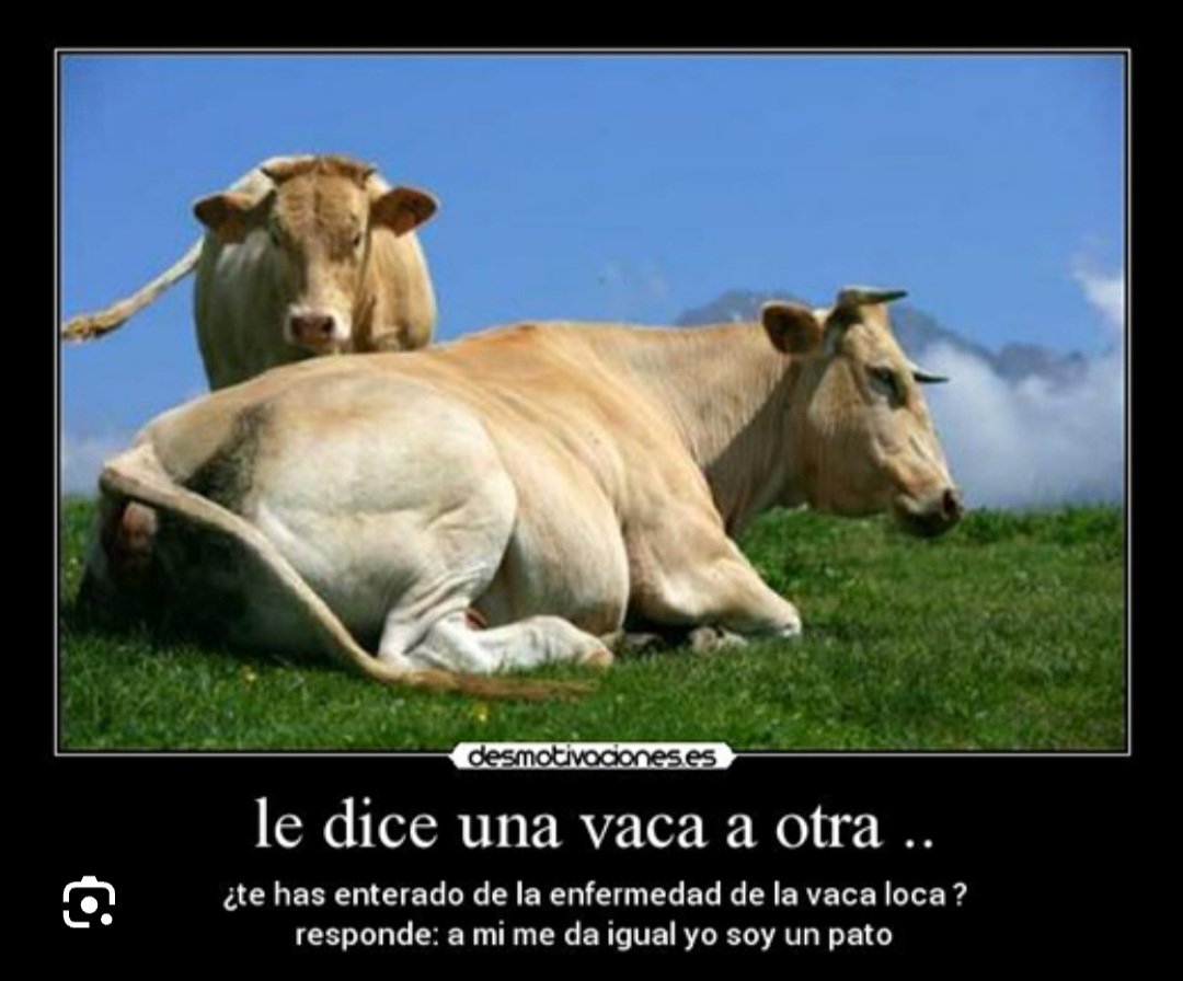 plariguani's tweet photo. #tardeDeHumor jajajaja 🤣 no está loca la vaca 🐄
#OrgullosamenteGanaderos
#DerribandoMitos
#ConstruyendoGanadería
#Fedegán60Años
#ManualPrácticoGanadero
@Fedegan
@jflafaurie
@cimitarraganado
@PL_TAME
@pl_pasto
@PL_Zipaquira https://t.co/9DedBognG5