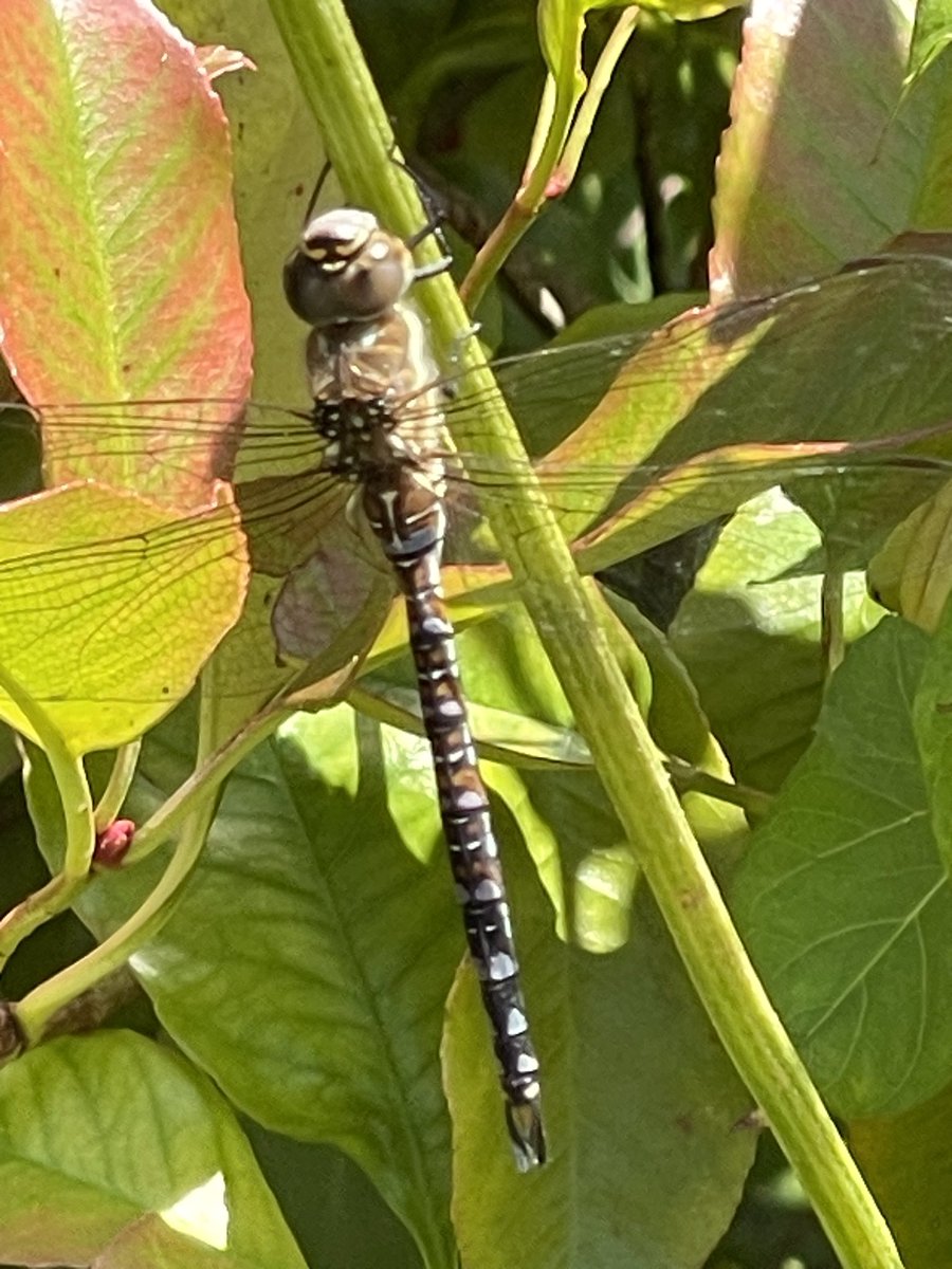 guernseyanne's tweet photo. #Dragonfly #Butterfly in my garden. #plantingforpollinators pays off! https://t.co/hrA4CpgL2b