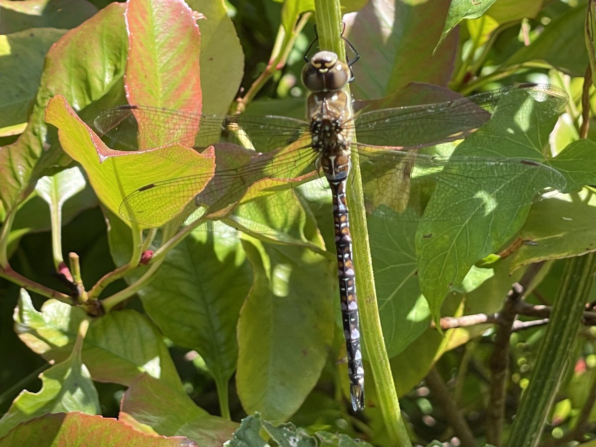 guernseyanne's tweet photo. #Dragonfly #Butterfly in my garden. #plantingforpollinators pays off! https://t.co/hrA4CpgL2b