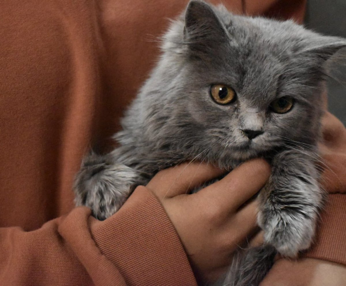 Finally a day to celebrate my favorite thing in the world 🐈🤍🤍🤍🤍🤍
ps. this is Lucy, it’s my cousin’s adorable kitty. And One day I’ll have mine.. 💕