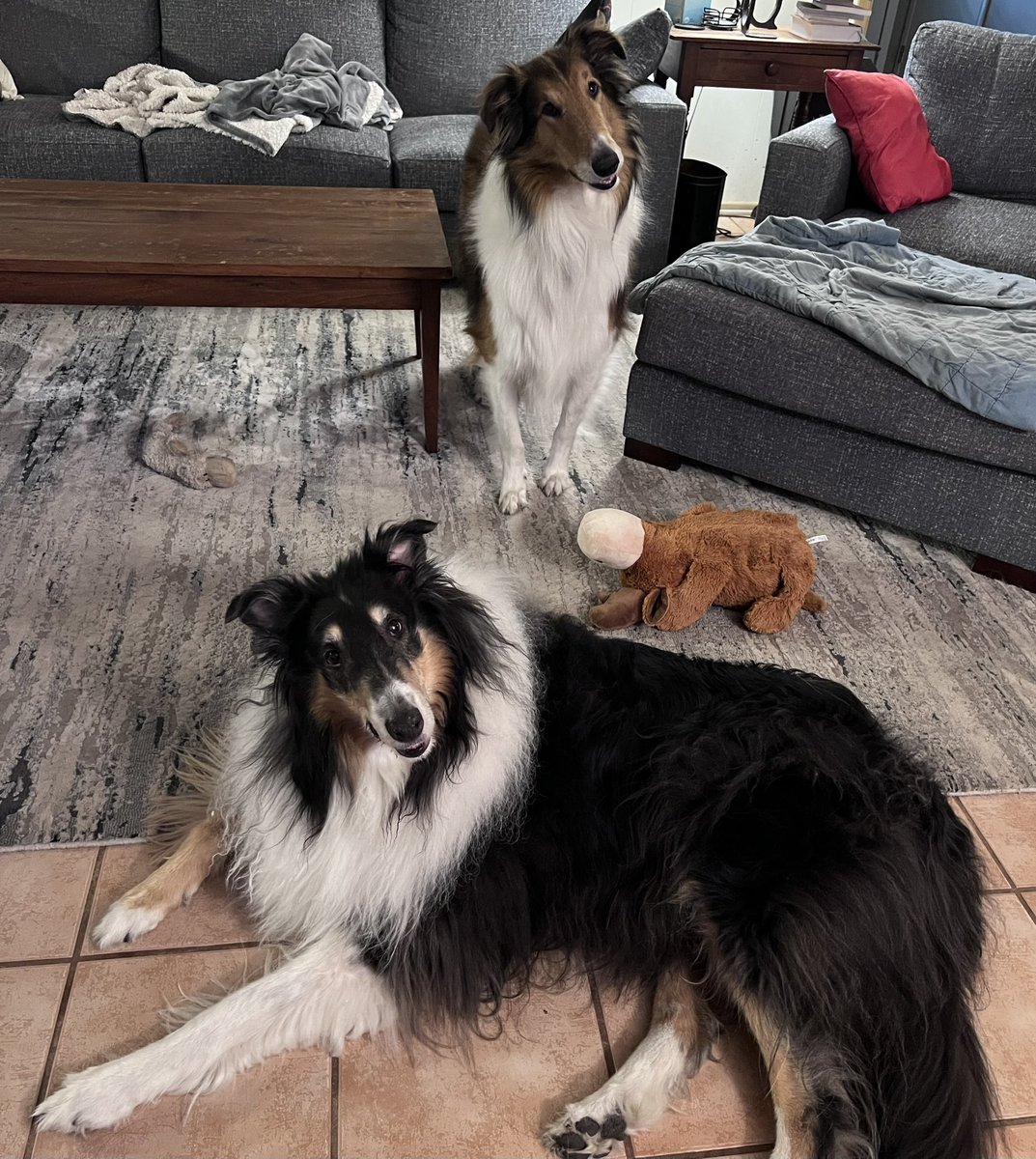 sallyvcook's tweet photo. @buitengebieden Double Collie head tilt. https://t.co/guUBx8k7vF