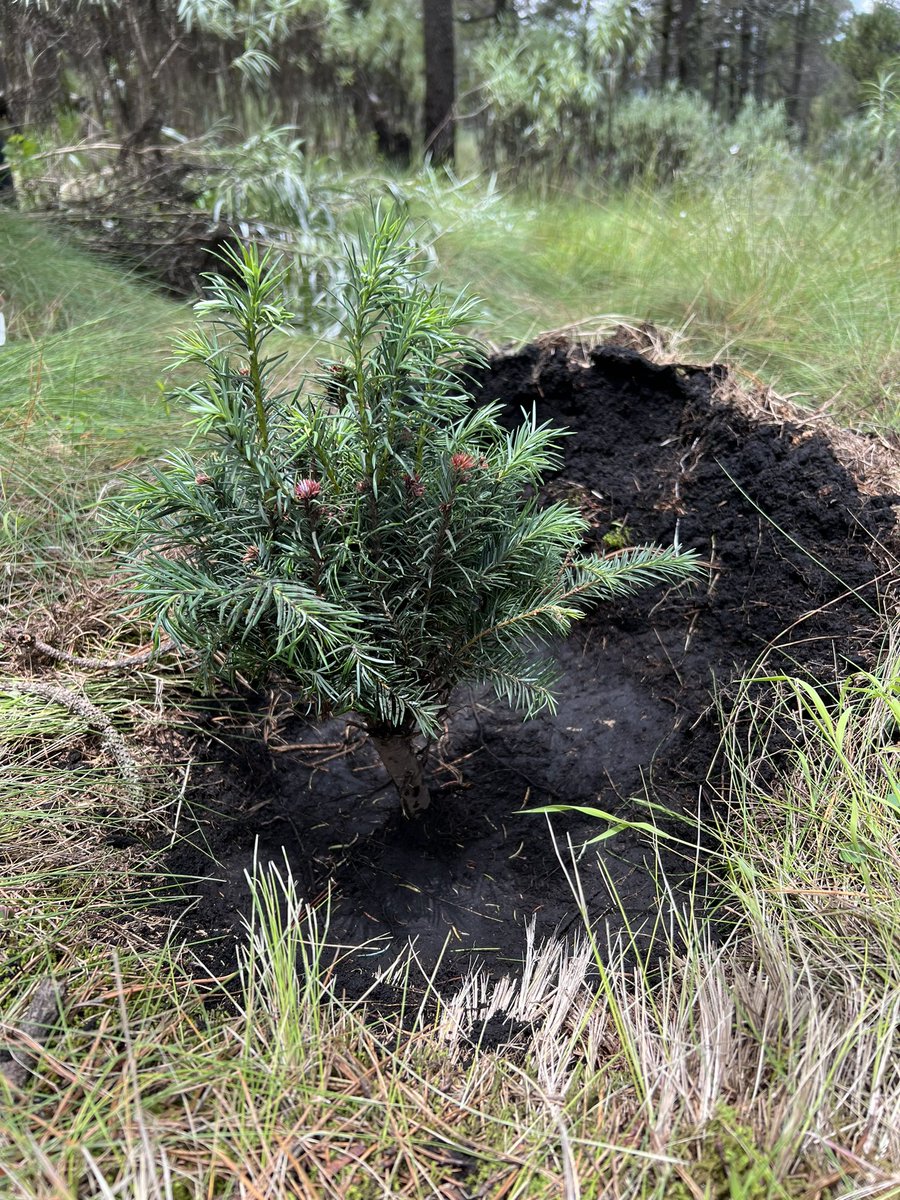 carlossm68's tweet photo. Nuestros voluntarios de @Kyndryl son el corazón del progreso y estamos trabajando por un planeta más sustentable con el medio ambiente. Nuestras acciones de reforestación son claves para ayudar a eliminar nuestra huella de carbono.  Somos #ProCommunity #ClimaAction https://t.co/t20z2CDNrW