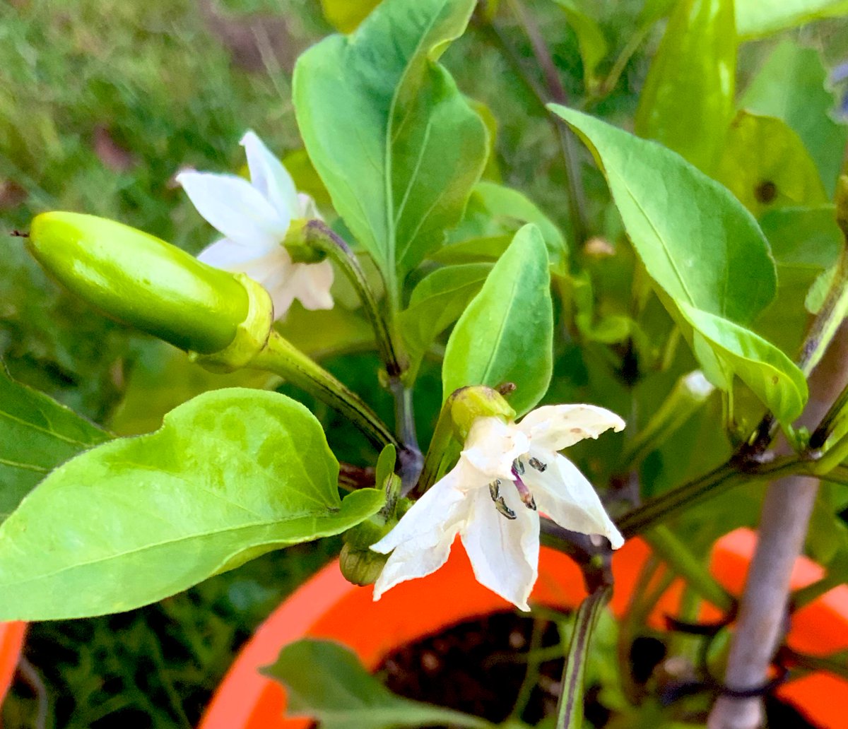 Chillies plant flowering & fruiting in my garden.  #frommygarden #vegetables #harvest #homestead #gardener #chillies #summer #vegetablegardening
#mygarden #KitchenGarden #GrowYourOwn #Food #gyo #GrowWhatYouEat #growingfood #homegrown  #Vegetables #organicgardening #harvest